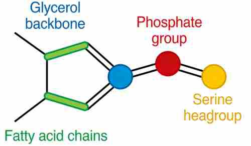 bulk phosphatidylserine bulk phosphatidylserine