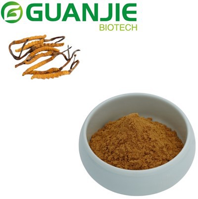 Cordyceps sinensis ekstrakt prah